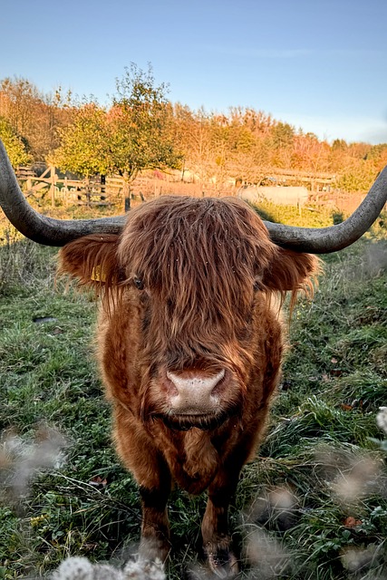 Búfalo, Naturaleza, Fauna Silvestre
