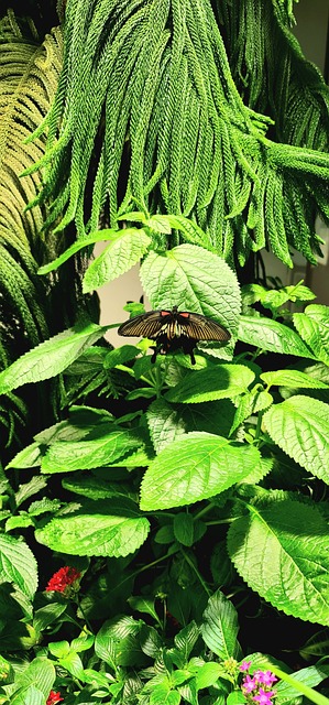 Schmetterling, Natur, Insekt, Blüte