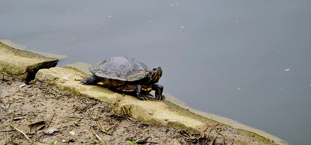 Schildkröte, Tierwelt, Natur, Wasser