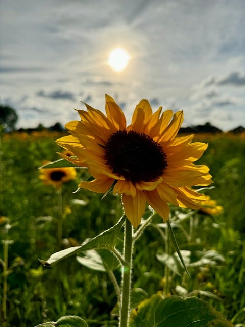 Solsikke, Natur, Solsikker, Flora