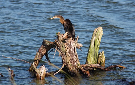 Anihinga, Cormorán, Agua, Aves Acuáticas