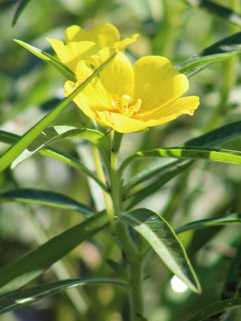 Flora, Flor, Amarillo, Naturaleza