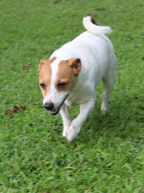 Perro, Cachorro, Jacobo, Jack Russell