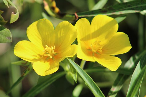 Flores, Amarillo, Flora, Naturaleza