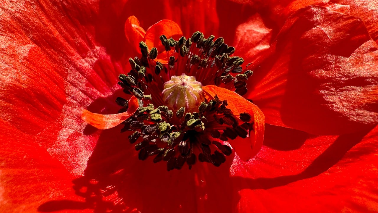 Poppy - free online jigsaw puzzle photo