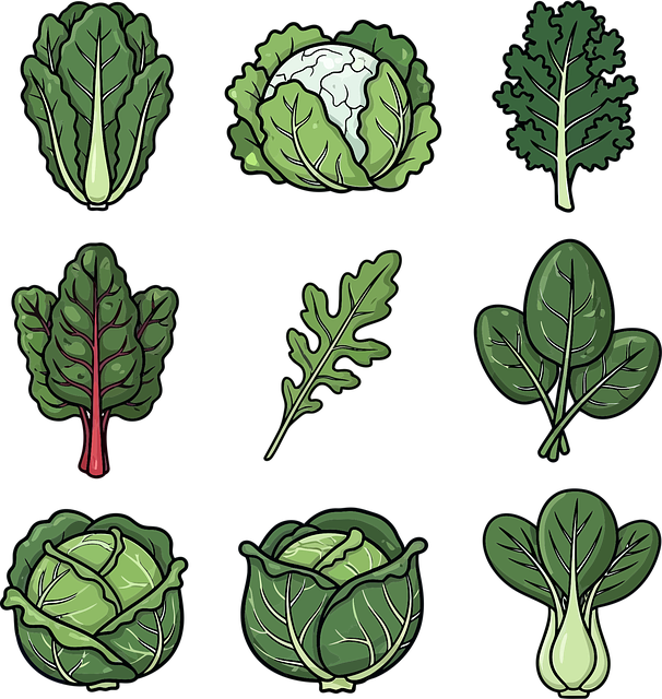 Free spinach kale cabbage vector
