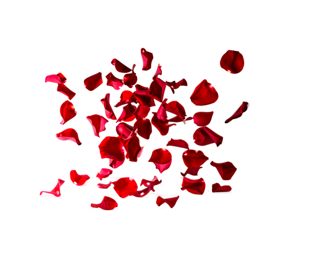 Free petals rose petals wedding illustration