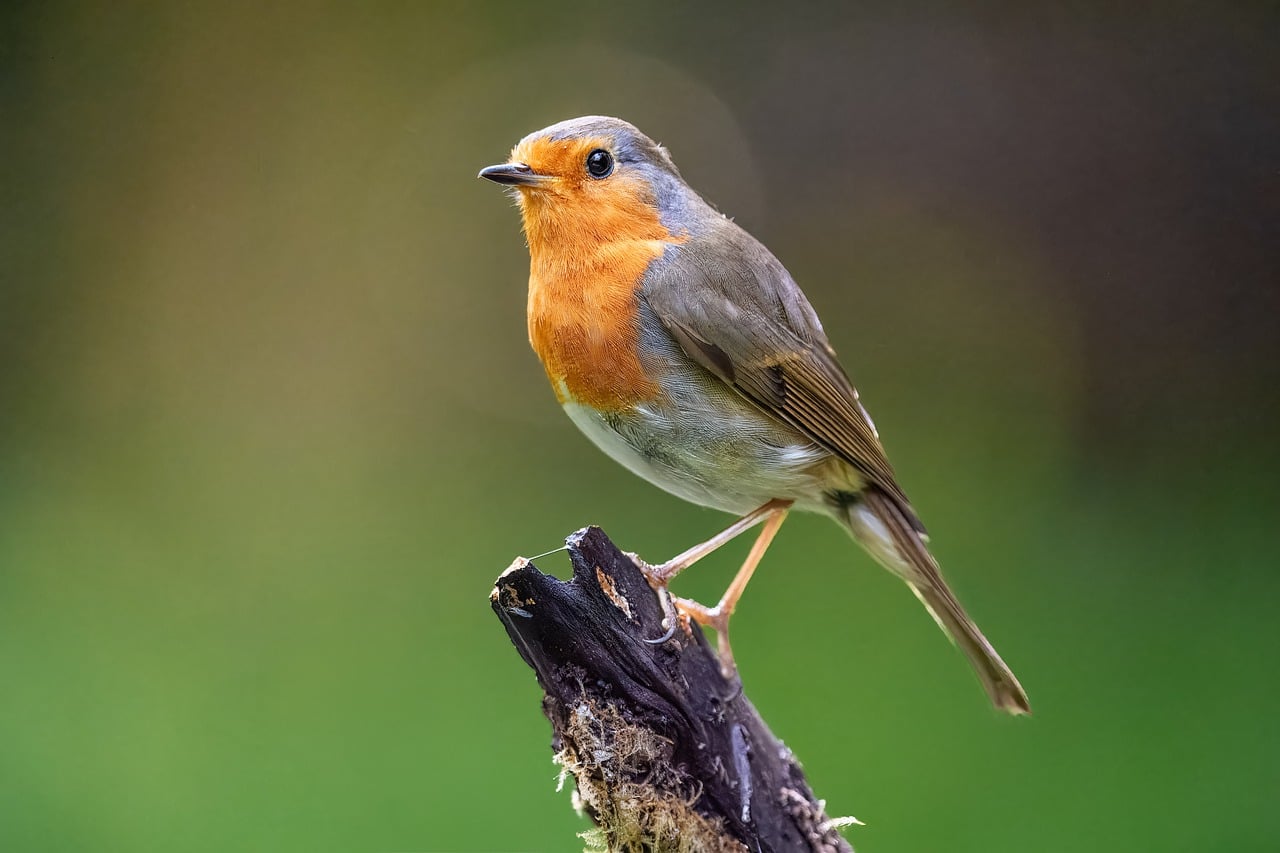 Robin Bird Nature - Free photo on Pixabay