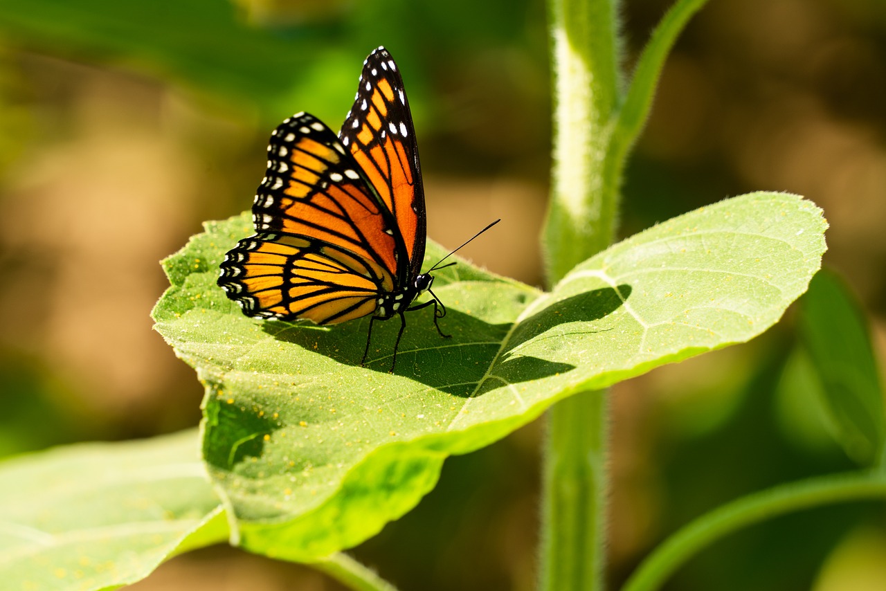 Happiness - free online jigsaw puzzle photo