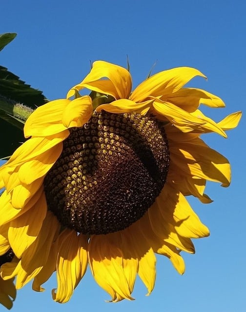 Free Sunflower Nature photo and picture