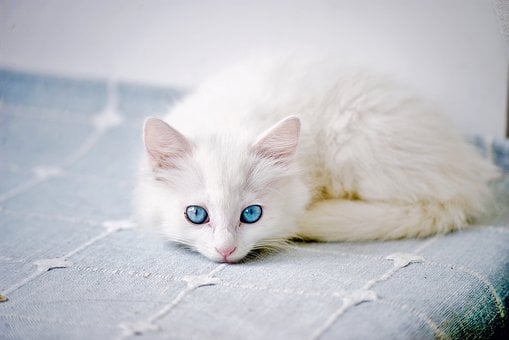 Free Cat Kitten photo and picture