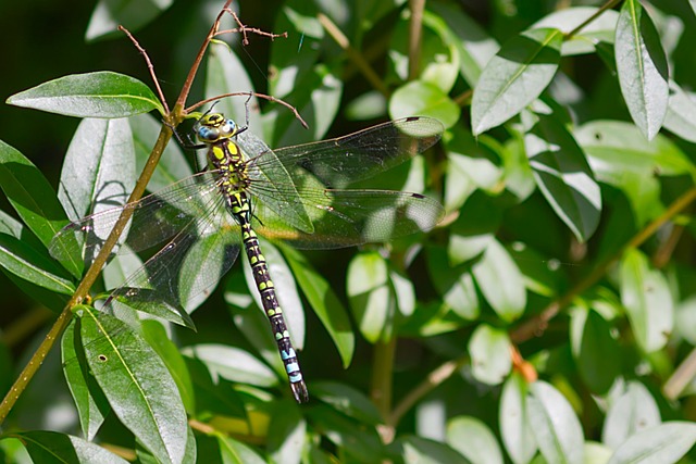 Free Dragon-Fly Insect photo and picture