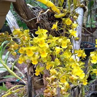 Free Orchid Flower photo and picture