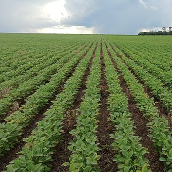 Free Soy Agro photo and picture