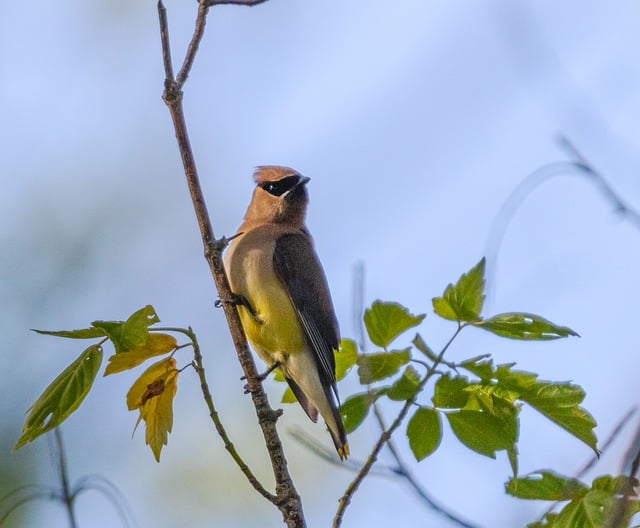 Free Waxwing Cedar photo and picture
