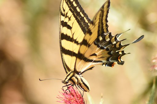 Sommerfugl, Natur, Insekt, Vinger