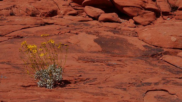 Natur, Blomster, Blomst, Sommer