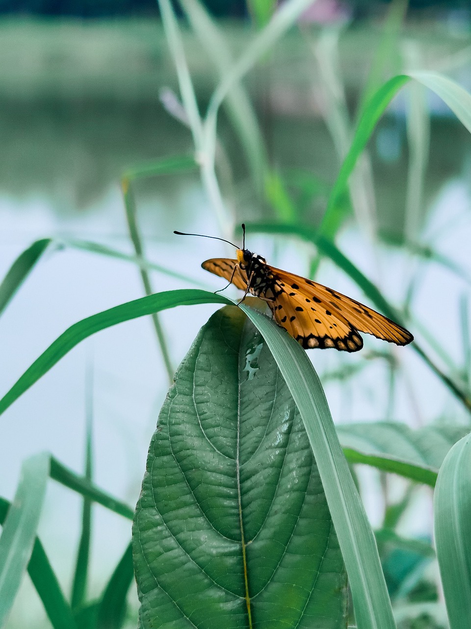 Natural With Insect Nature Natural Insect - Free photo on Pixabay