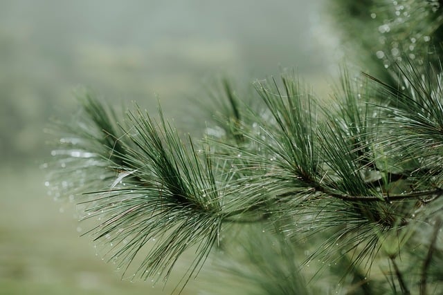 Download free HD stock image of Tree Nature Free Tree Nature photo and picture