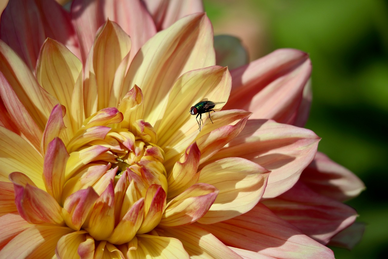 Dahlia - free online jigsaw puzzle photo