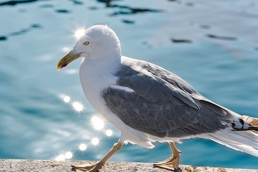 Free Pelican Nature photo and picture