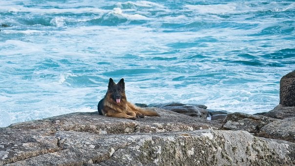 Free Beach Sea photo and picture