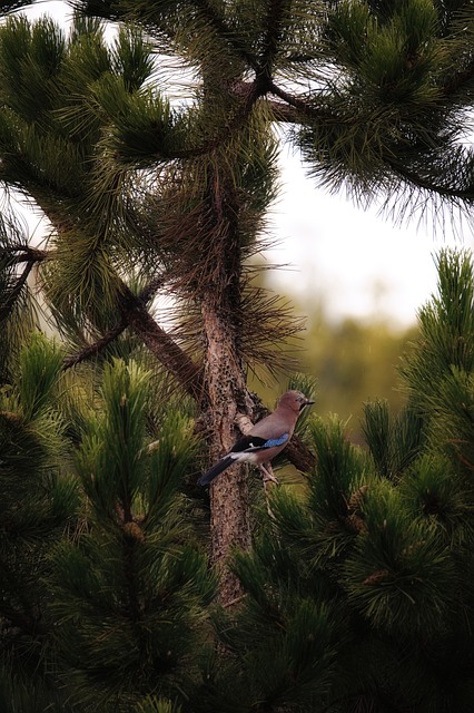 Free Jay Eurasian Jay photo and picture