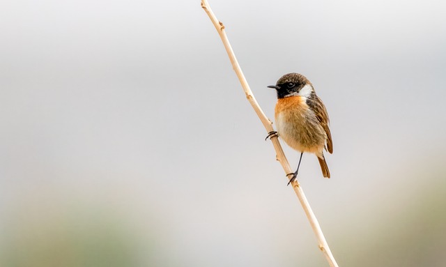 Free Bird Nature photo and picture