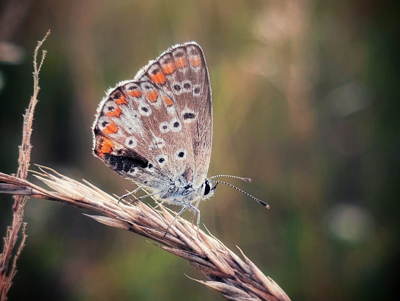 Butterfly Insect Close Up - Free photo on Pixabay
