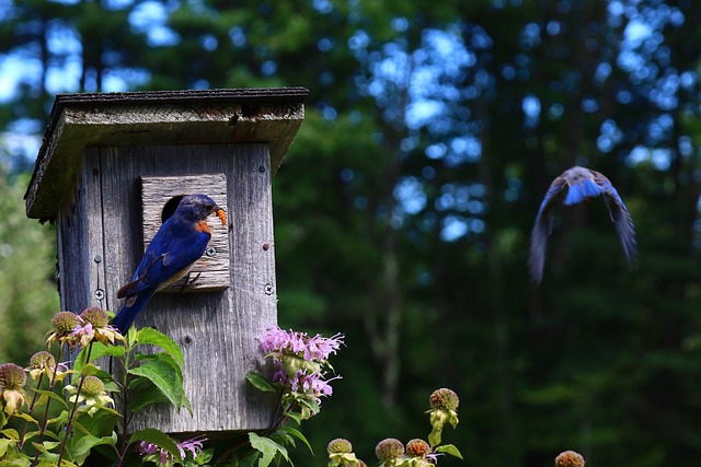 Free Birds Blue Bird photo and picture