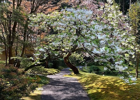 Free Nitobe Memorial photo and picture