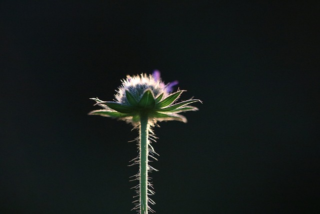 Free Plants Close Up photo and picture
