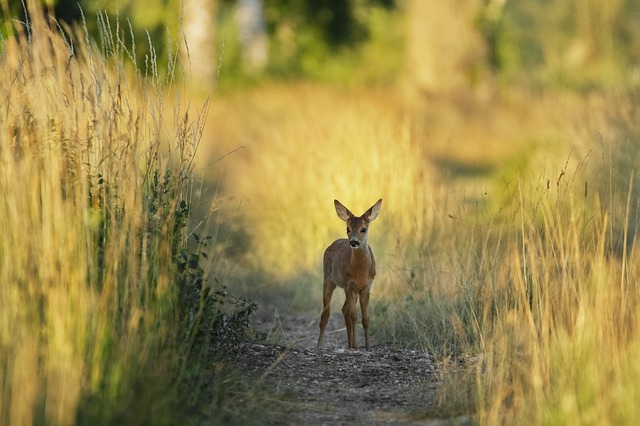 Free Deer Wild Animal photo and picture