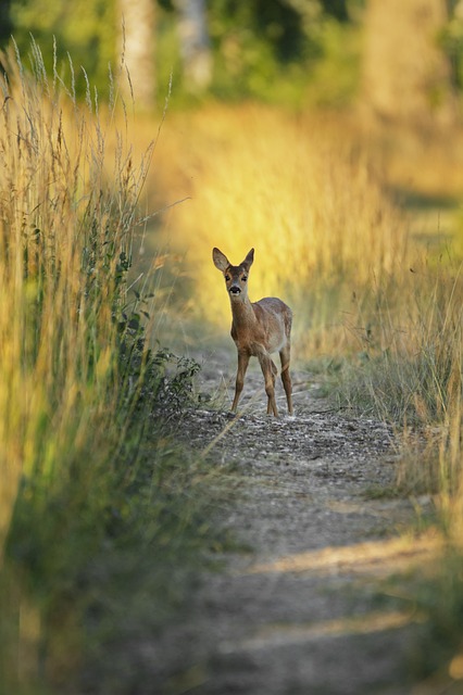 Free Deer Wild Animal photo and picture