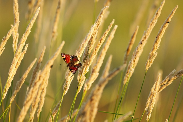Free Butterfly Insect photo and picture
