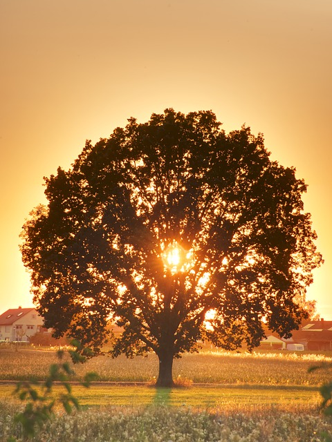 Free Tree Sunset photo and picture