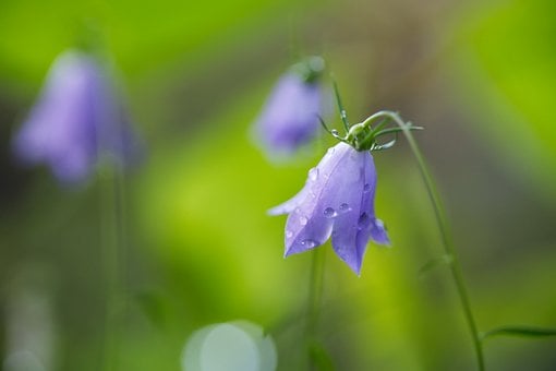 Free Bellflower Nature photo and picture