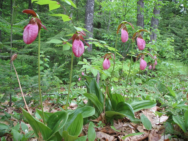 Free Flowers Wild Flowers photo and picture