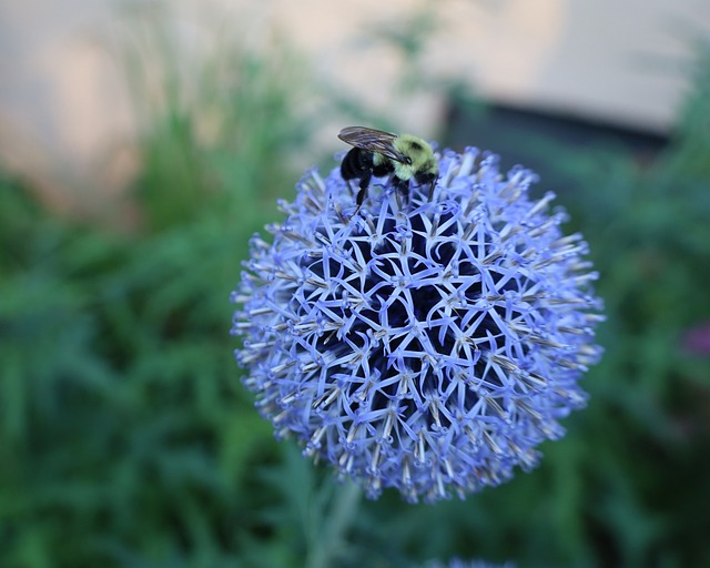 Free Flower Bloom photo and picture