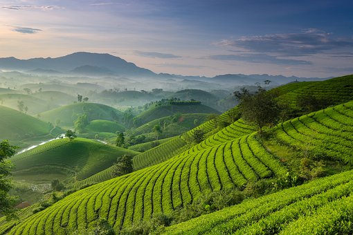 Té, Verde, Natural, Saludable, Cerro