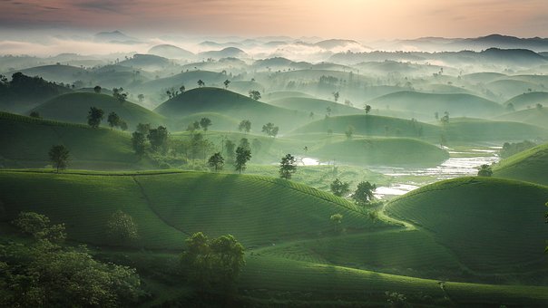 Té, Verde, Saludable, Natural, Rocío
