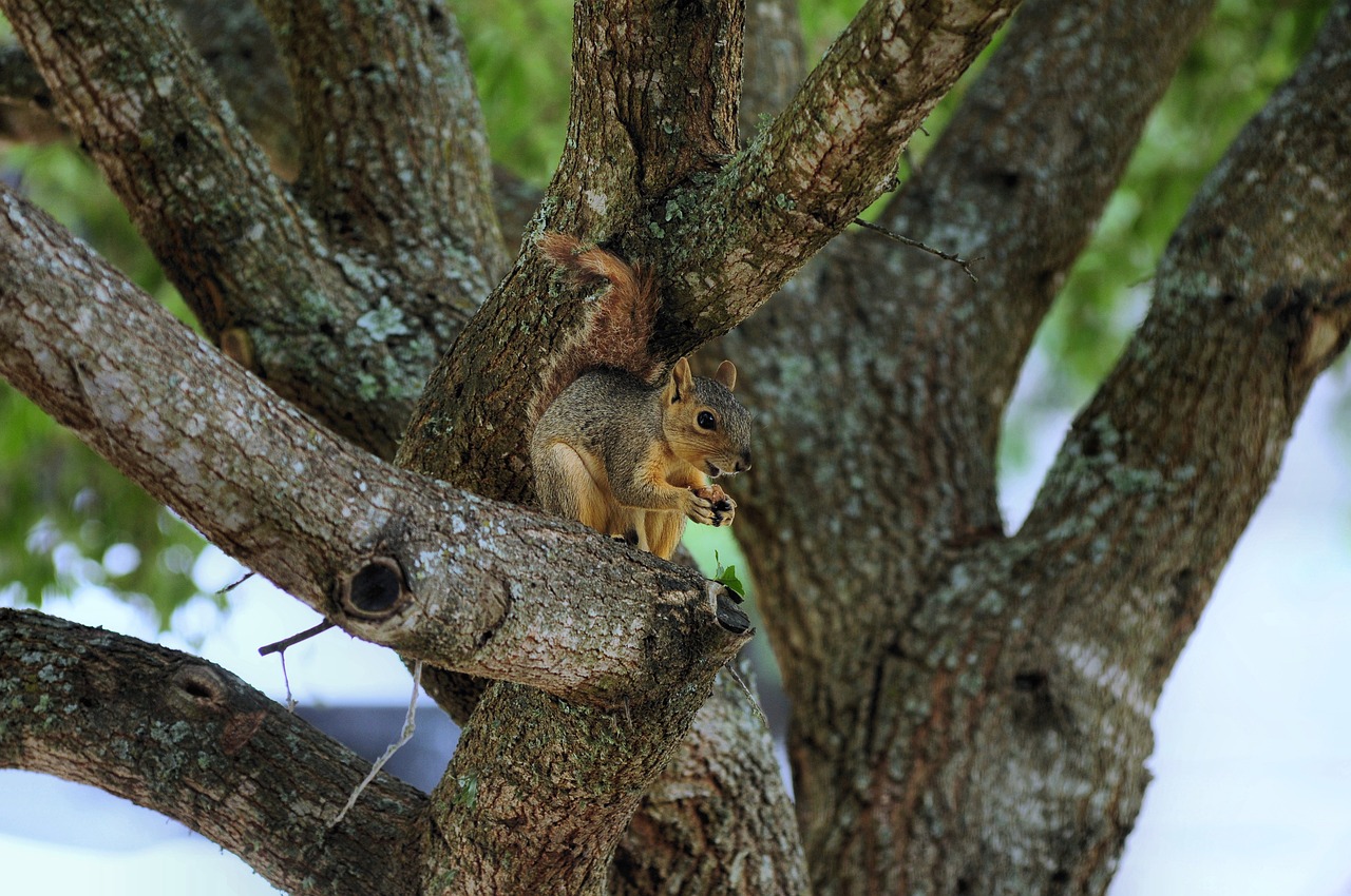 squirrel-9818424_1280.jpg