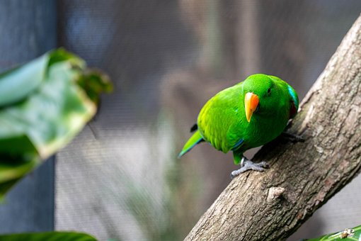 Free Australia Bird photo and picture