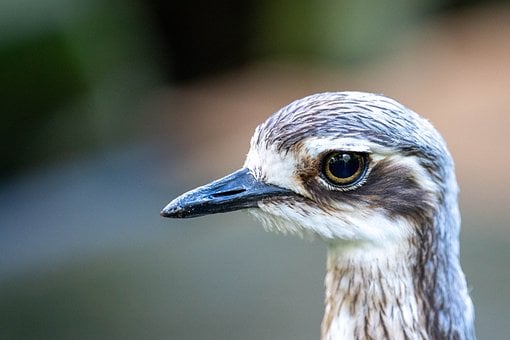 Free Bird Nature photo and picture
