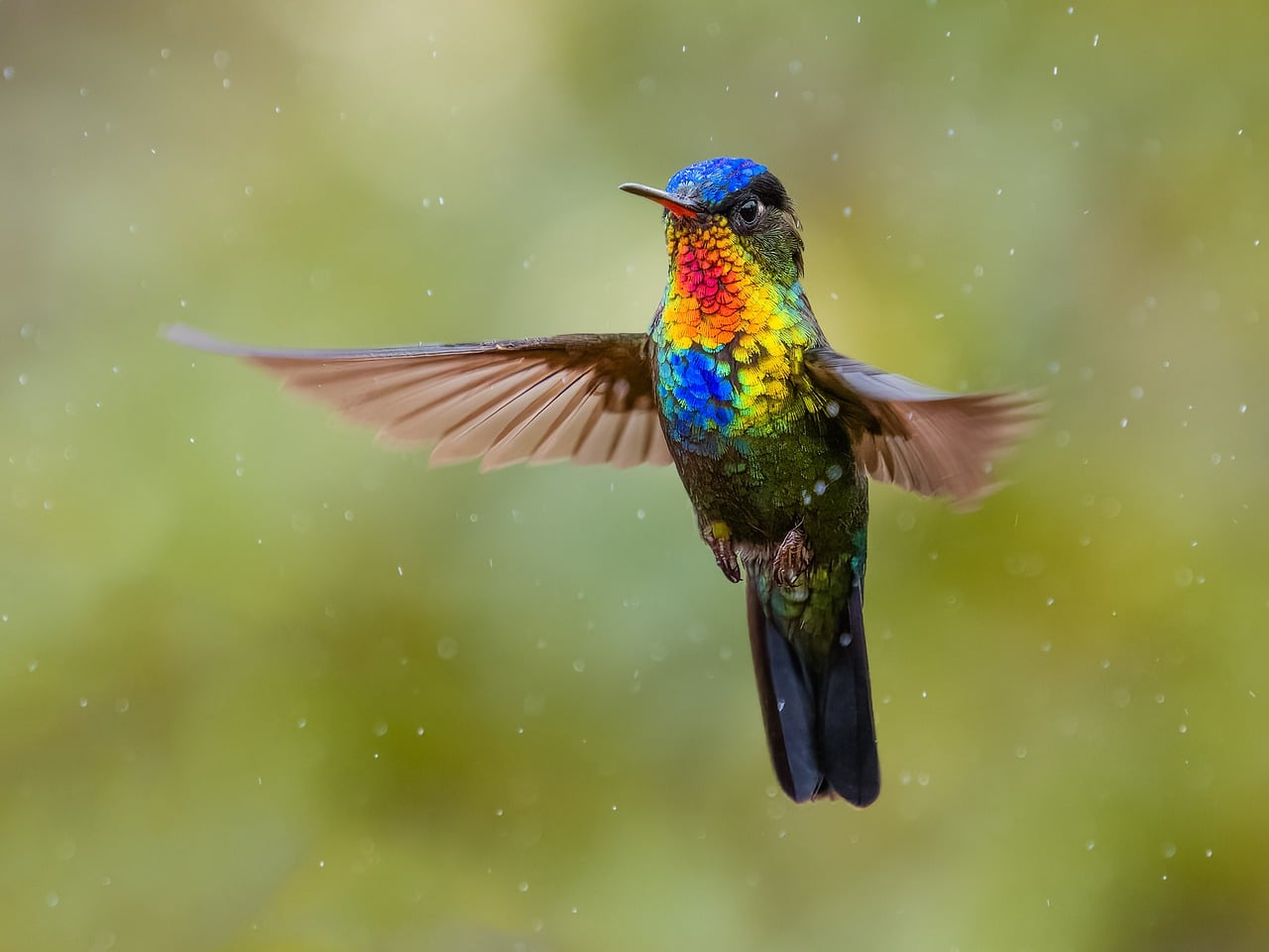 Costa Rica Colibr P jaro Foto Gratis En Pixabay costa-rica-colibr-p-jaro-foto-gratis-en-pixabay