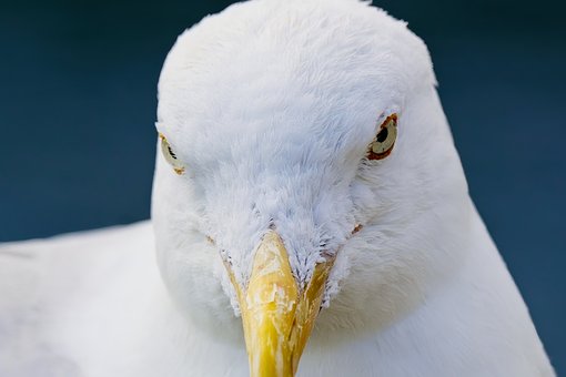Free Seagull Bird photo and picture