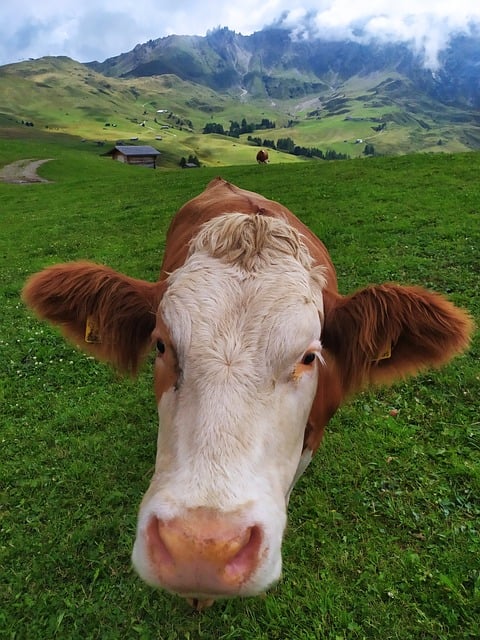 Free Cow Animal photo and picture