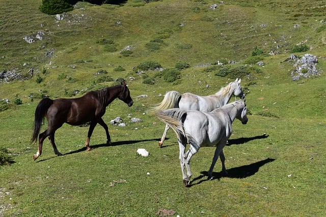 Free Horses Animals photo and picture