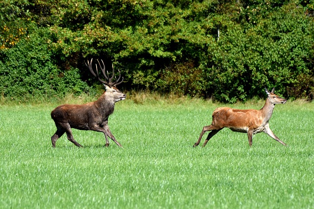 Free Deer Nature photo and picture