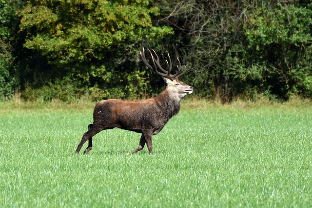 Free Deer Nature photo and picture